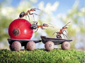 俄羅斯畫家安德烈的微距攝影世界 4