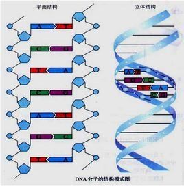 鹼基互補配對原則 鹼基互補配對原則