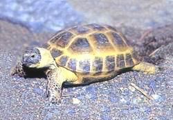阿富汗四爪陸龜 阿富汗四爪陸龜