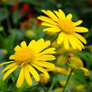 長莛苓菊 長莛苓菊