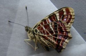 大衛蜘蛺蝶 大衛蜘蛺蝶