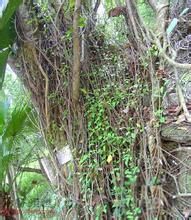 下延崖角藤 下延崖角藤