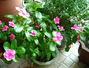 小半圓葉杜鵑 小半圓葉杜鵑