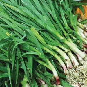 裕華大蒜 裕華大蒜