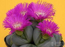 金鈴[番杏科銀葉花屬植物]