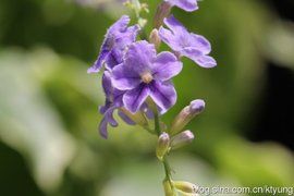 花葉假連翹 花葉假連翹