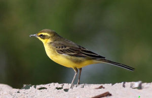 小黃蝠雲南亞種 小黃蝠雲南亞種