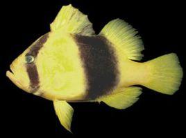 雙帶黃鱸魚