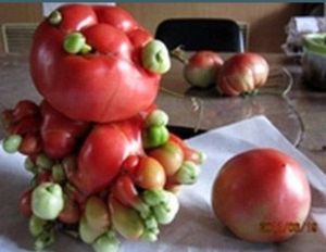 日本福島基因突變-番茄