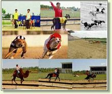 上海野生動物園