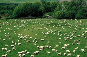 澳大利亞綿羊