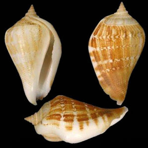 索爾比鳳凰螺 索爾比鳳凰螺