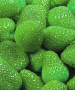 綠色草莓 綠色草莓