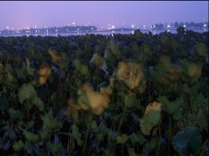 近緣角星鼓藻 近緣角星鼓藻