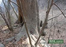 南夢溪 榔榆 千年 古樹