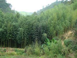 三家自然村[雲南省石屏縣龍朋鎮三家自然村]