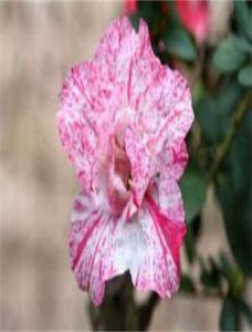 蜜花彎月杜鵑(變種) 蜜花彎月杜鵑(變種)