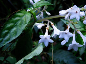 對生蛇根草 對生蛇根草