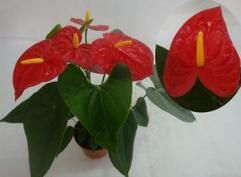 大哥大紅掌 大哥大紅掌