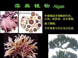 藻類植物