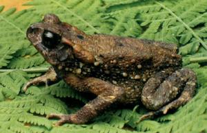 樂東蟾蜍 樂東蟾蜍