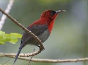 黃腰太陽鳥高棉亞種 黃腰太陽鳥高棉亞種