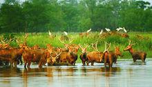 江蘇省大豐麋鹿國家級自然保護區