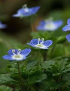 鷸形馬先蒿 鷸形馬先蒿