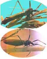 中紋大蚊 中紋大蚊