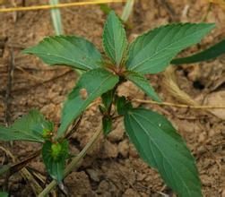 菱葉鐵莧菜 菱葉鐵莧菜