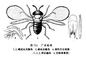 廣赤眼蜂 廣赤眼蜂