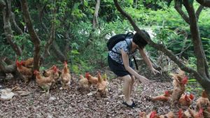 紅霞民俗客棧 紅霞民俗客棧