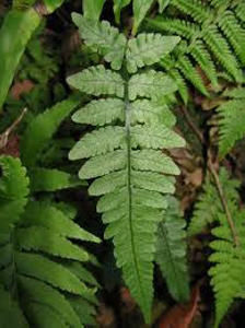 中日假蹄蓋蕨 中日假蹄蓋蕨