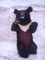黑熊--胸掛“新月”的“黑瞎子”