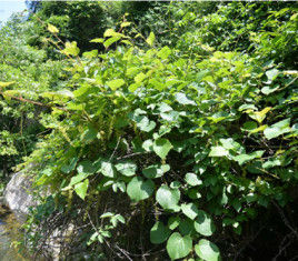 秋葡萄莖 秋葡萄莖