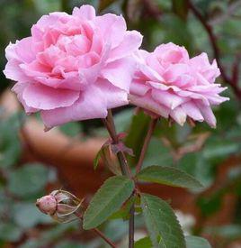 五月花[薔薇屬月季栽培品種]