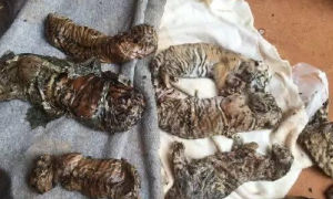 被非法走私的冰凍虎崽