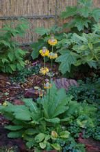 玉山燈台報春 玉山燈台報春