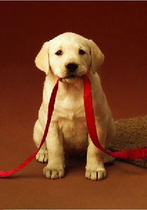 拉布拉多尋回犬