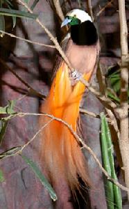 紐幾內亞極樂鳥