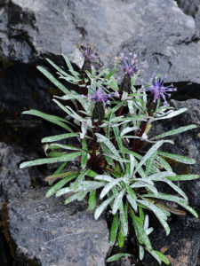 黑苞風毛菊 黑苞風毛菊