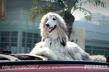 阿富汗犬