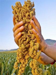 紅石砬小米 紅石砬小米