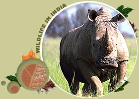 馬納斯野生動物禁獵區