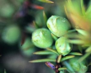 傳聞的換花草（圖一）