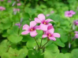 紅色酢漿草 紅色酢漿草
