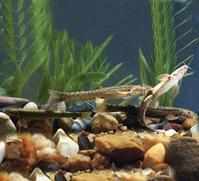 小眼須鰍 小眼須鰍