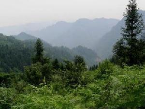 白雞腰森林公園