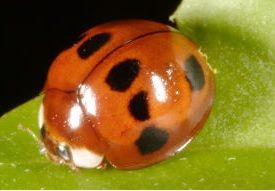 前胸背板左右各有一枚白斑，翅面共有8枚黑色斑，分布低海拔山區，為少見的種類。