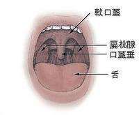 扁桃腺位置